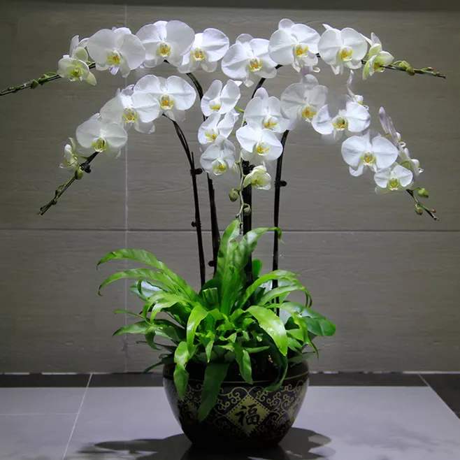 昆明花卉博览_国际大数据博览201会_北京国际花卉博览会