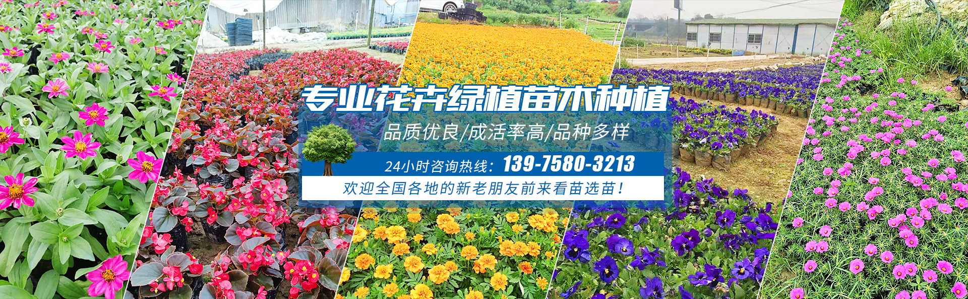 2016沭阳花木展会_花木路展会9.5_沭阳花木展会