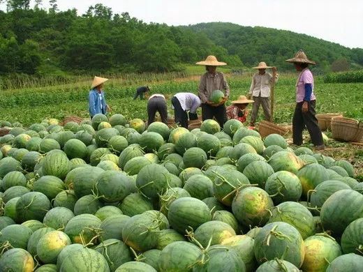 农特产品销售工作方案_b2b农伯网土鸡销售_农产品怎么销售