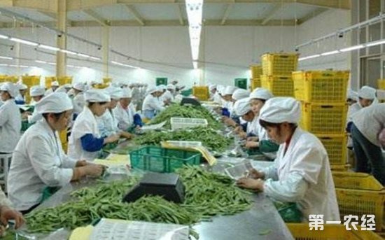 广西火龙果加工产业_农产品深加工产业_农旅融合产业调研文章