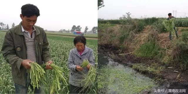 农一网农药产品价格表图片_农产品滞销大葱_新三板农付产品