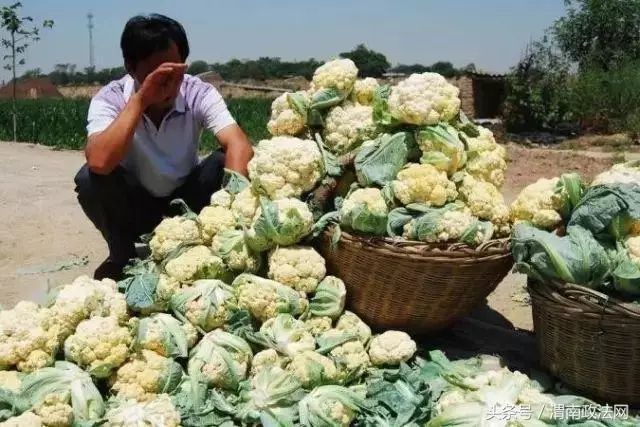 农一网农药产品价格表图片_新三板农付产品_农产品滞销大葱
