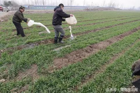 新三板农付产品_农产品滞销大葱_农一网农药产品价格表图片
