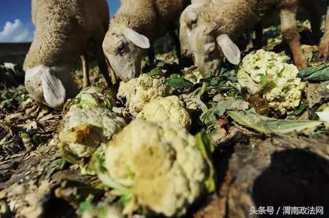 新三板农付产品_农产品滞销大葱_农一网农药产品价格表图片