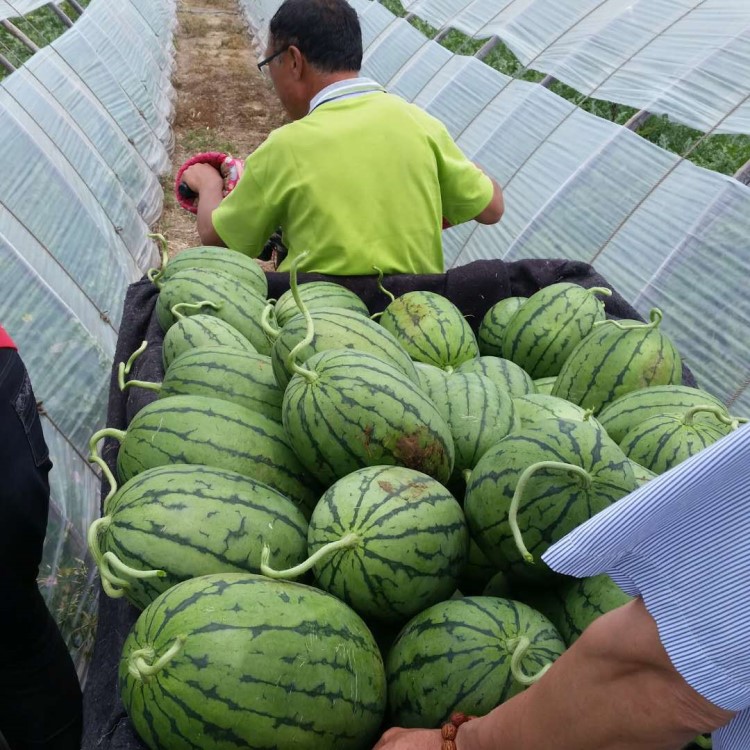 农产品供求信息_双辽供求世界出租信息_供求农产品信息发布网