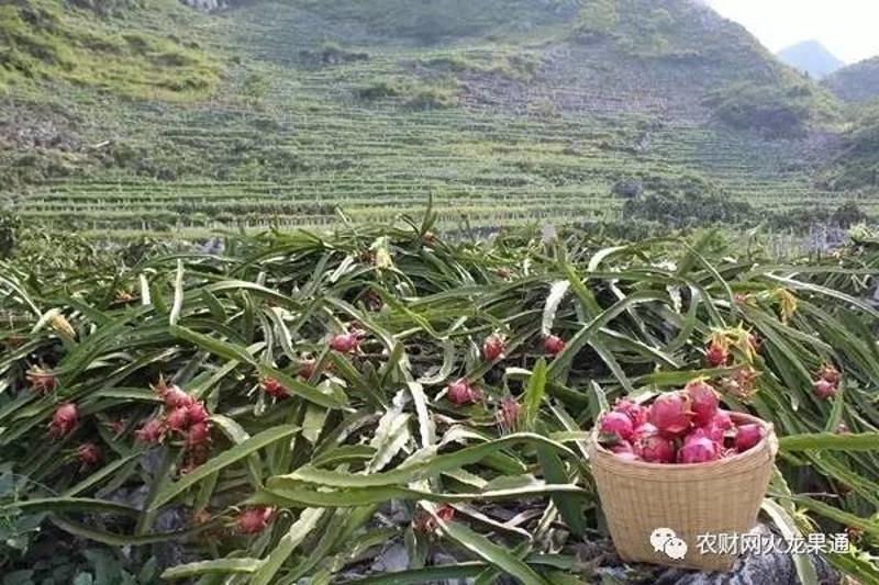 农广天地蒜苗种植视频_南宁哪里种植农产品多_农广天地白灵菇种植