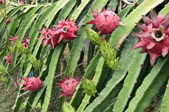 农广天地白灵菇种植_南宁哪里种植农产品多_农广天地蒜苗种植视频