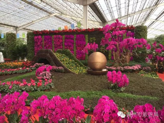 青州花卉博览会_青州花卉多肉_2015年青州花卉博览会