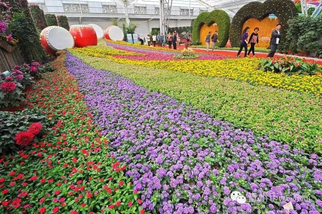 青州花卉多肉_2015年青州花卉博览会_青州花卉博览会