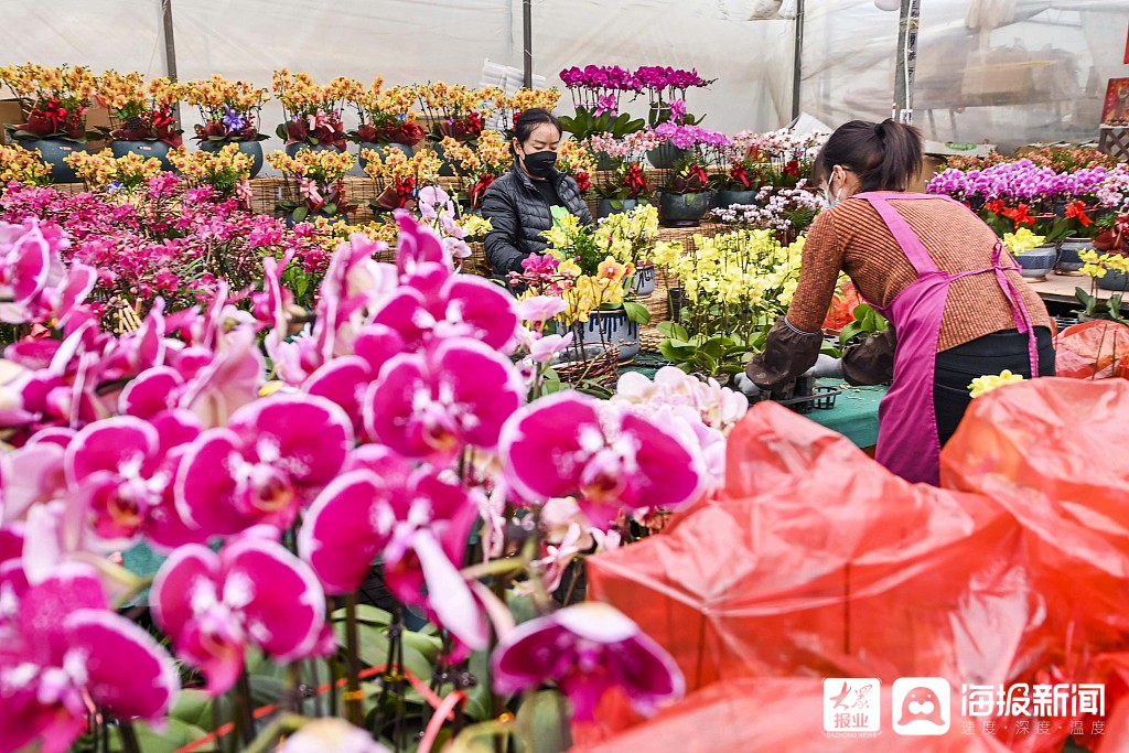 青州花卉博览会_青州花卉多肉_2015年青州花卉博览会
