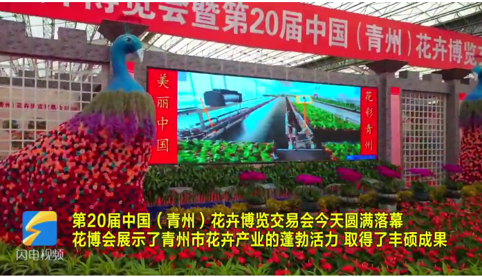 2015年青州花卉博览会_青州花卉多肉_青州花卉博览会
