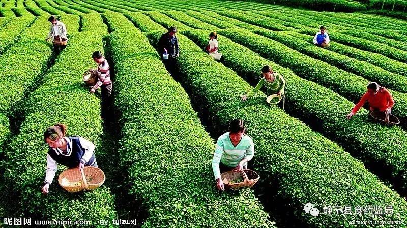 茶叶是初级农产品吗_茶叶农残速测仪_福建省安溪县一农茶叶有限公司