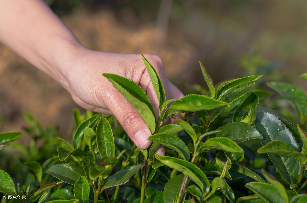 茶叶属于食用农产品_农银租赁 属于农行吗_茶叶铁观音是食用农产品吗