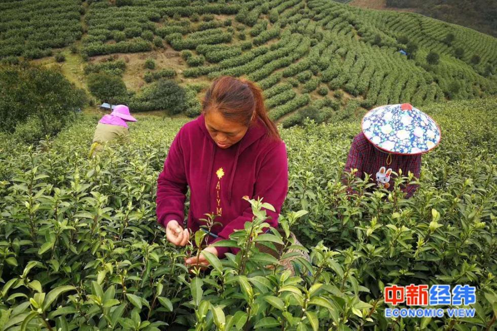 茶叶属于食品还是食用农产品_不酒农药的茶叶_茶叶属于食用农产品