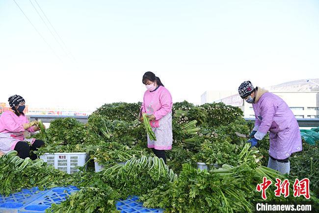 农高科猪腹泻三联疫苗,能看到此产品说明书_四川农产品批发市场_武汉零食市场批发在哪里批发