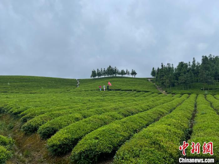 茶叶是食用农产品_茶叶属于食用农产品吗_茶叶属于食品还是食用农产品