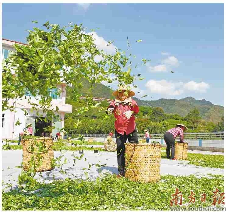 茶叶属于食用农产品吗_茶叶能发布到食用农产品吗_没有农药的茶叶发酵茶叶