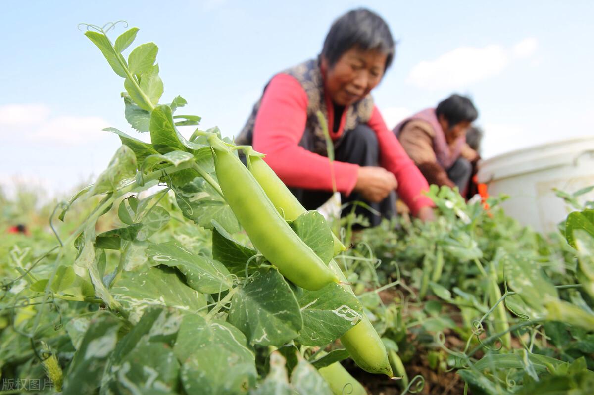 河北省食品药品监督管理局食品流通许可管理系统_食品流通证代办_食品流通许可证 农产品