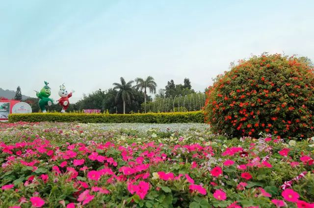 漳州花卉博览会_漳州花卉批发市场_漳州花卉批发市场地址