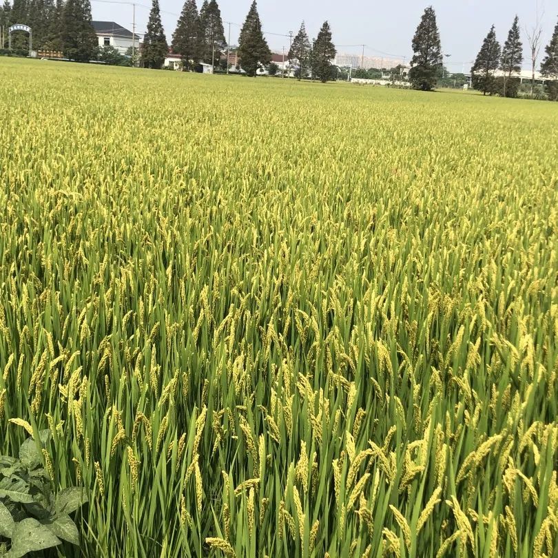 自贡农团生态旅游景区怎么样_湖北聚农湾生态农业发展有限公司_生态农产品