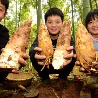 踏春招募中！苏州三六六社会实践：探秘皖南溶洞，体验挖笋野趣